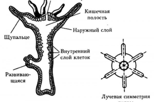 Kraken это