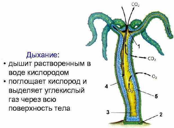 Kraken 13at