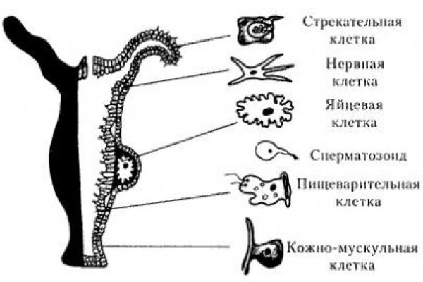 Кракен без тор