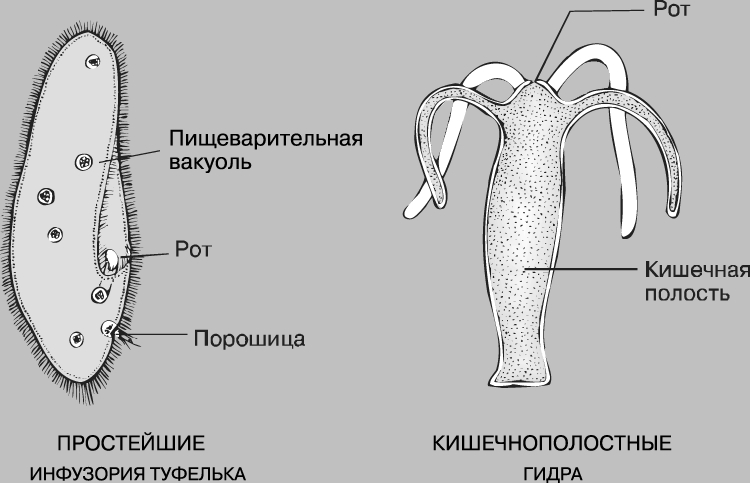 Kra50.cc Вход на сайт главная страница
